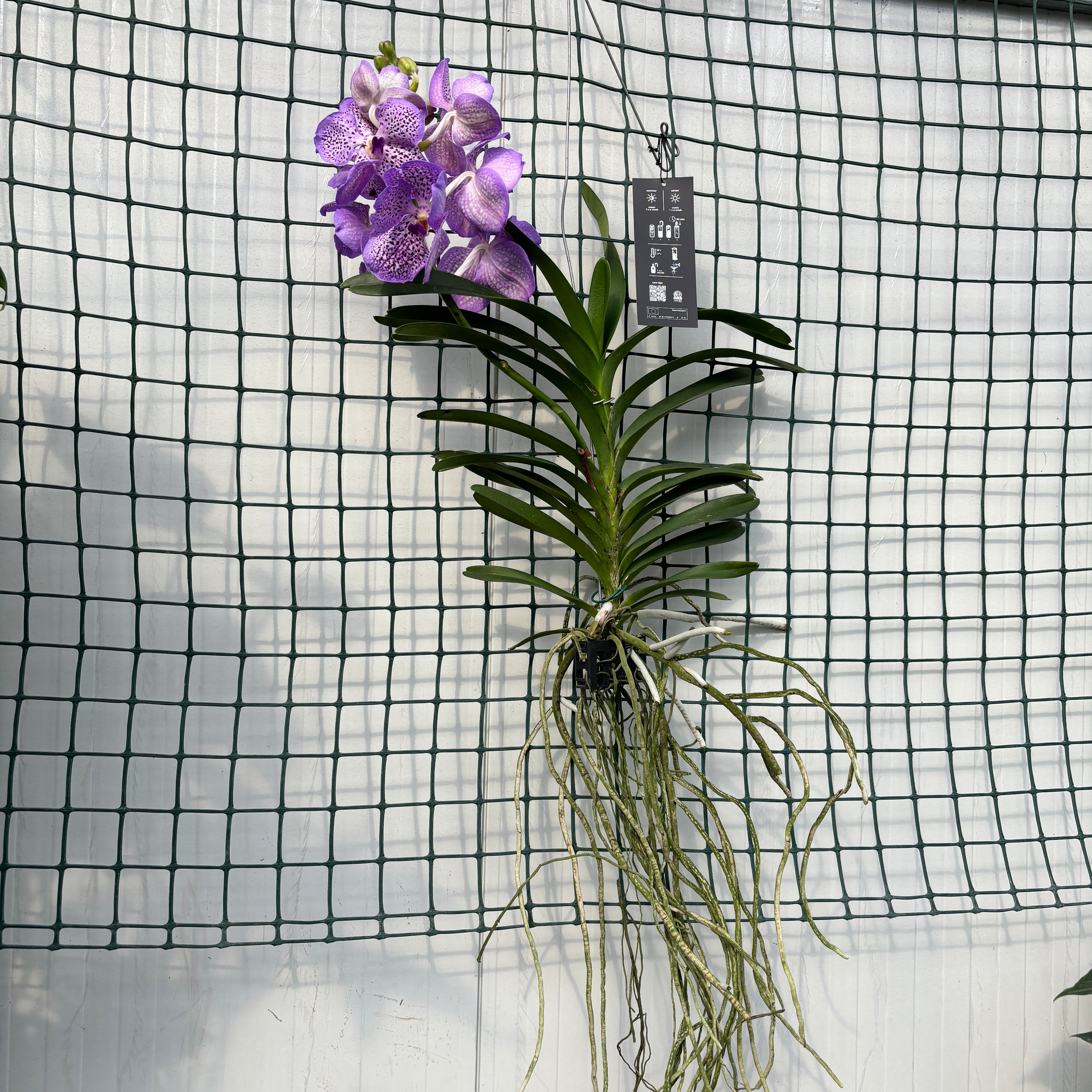 Vanda Mauve Spot (Ansu)