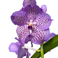 Vanda Mauve Spot (Ansu)