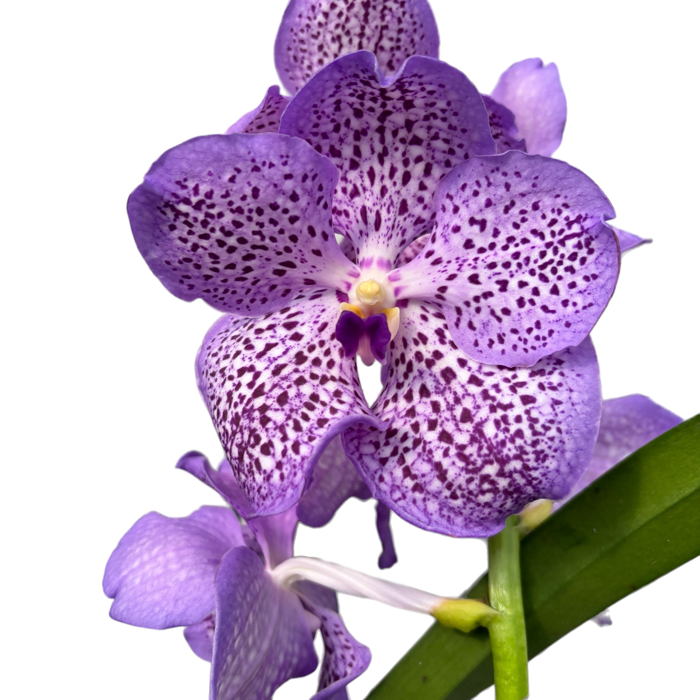 Vanda Mauve Spot (Ansu)