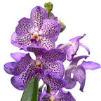 Vanda Mauve Spot (Ansu)