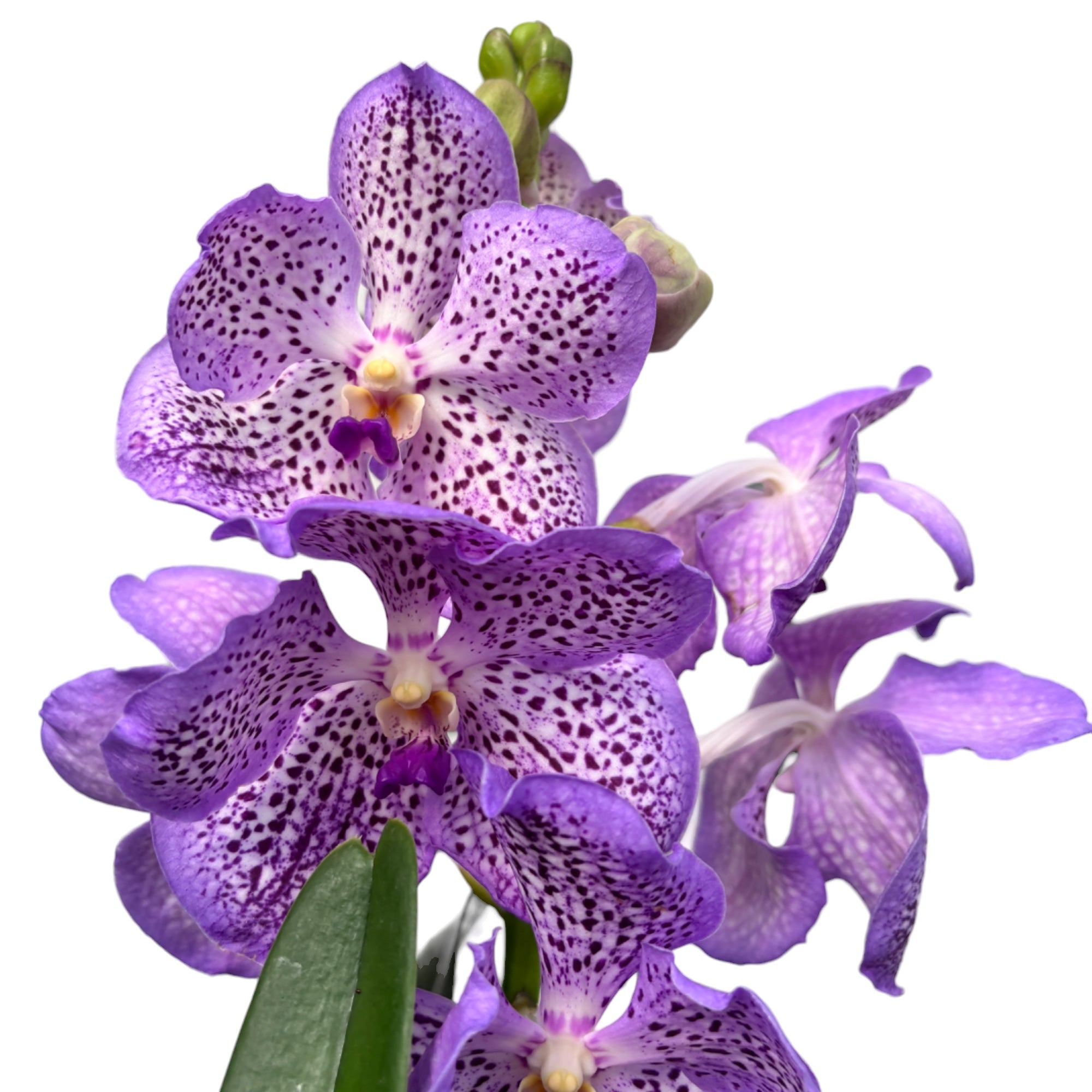 Vanda Mauve Spot (Ansu)