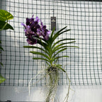 Vanda Midnight Black (Ansu)