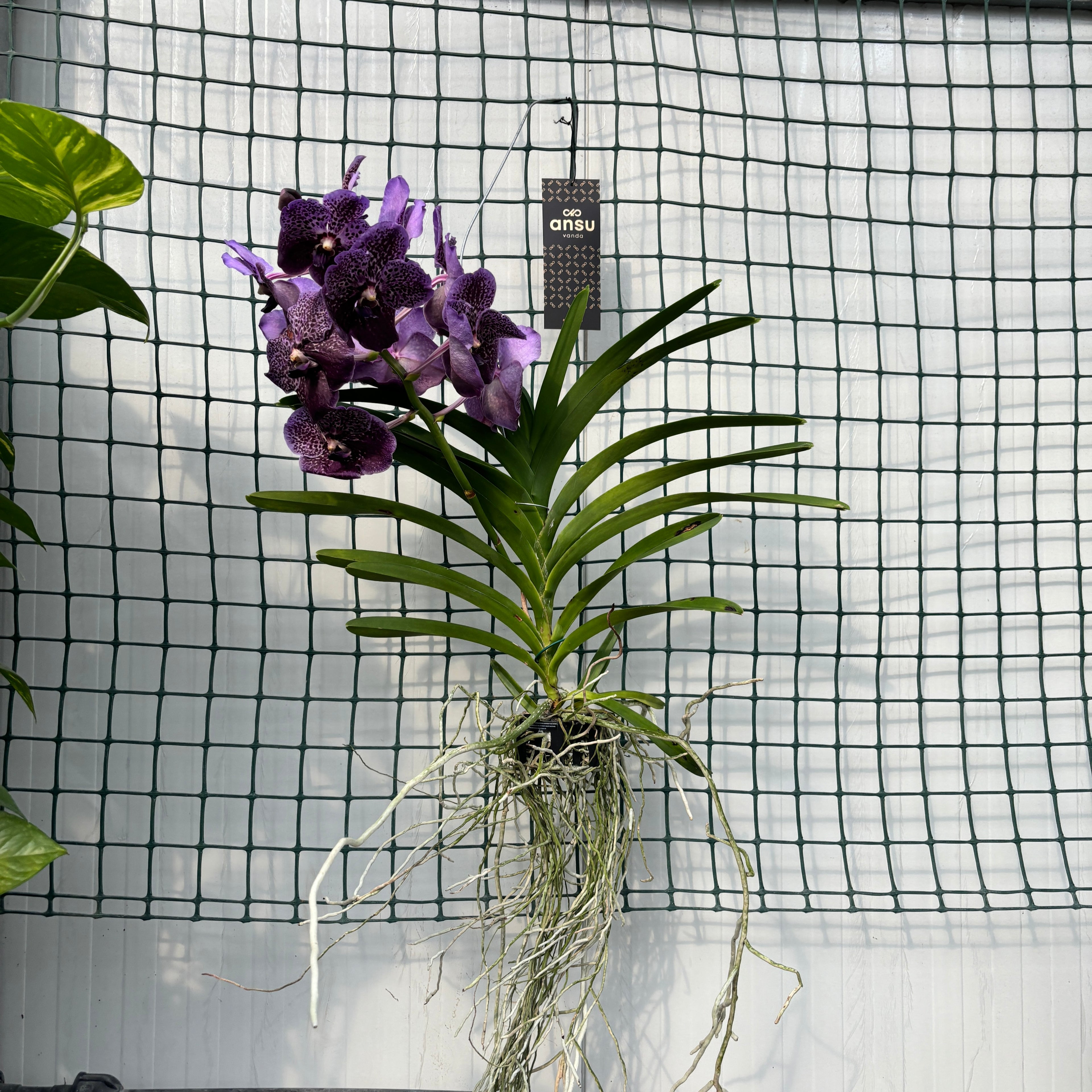 Vanda Midnight Black (Ansu)