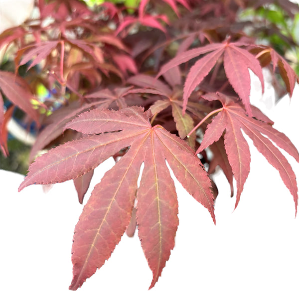 Bonsai Acer Red