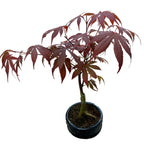 Bonsai Acer Red