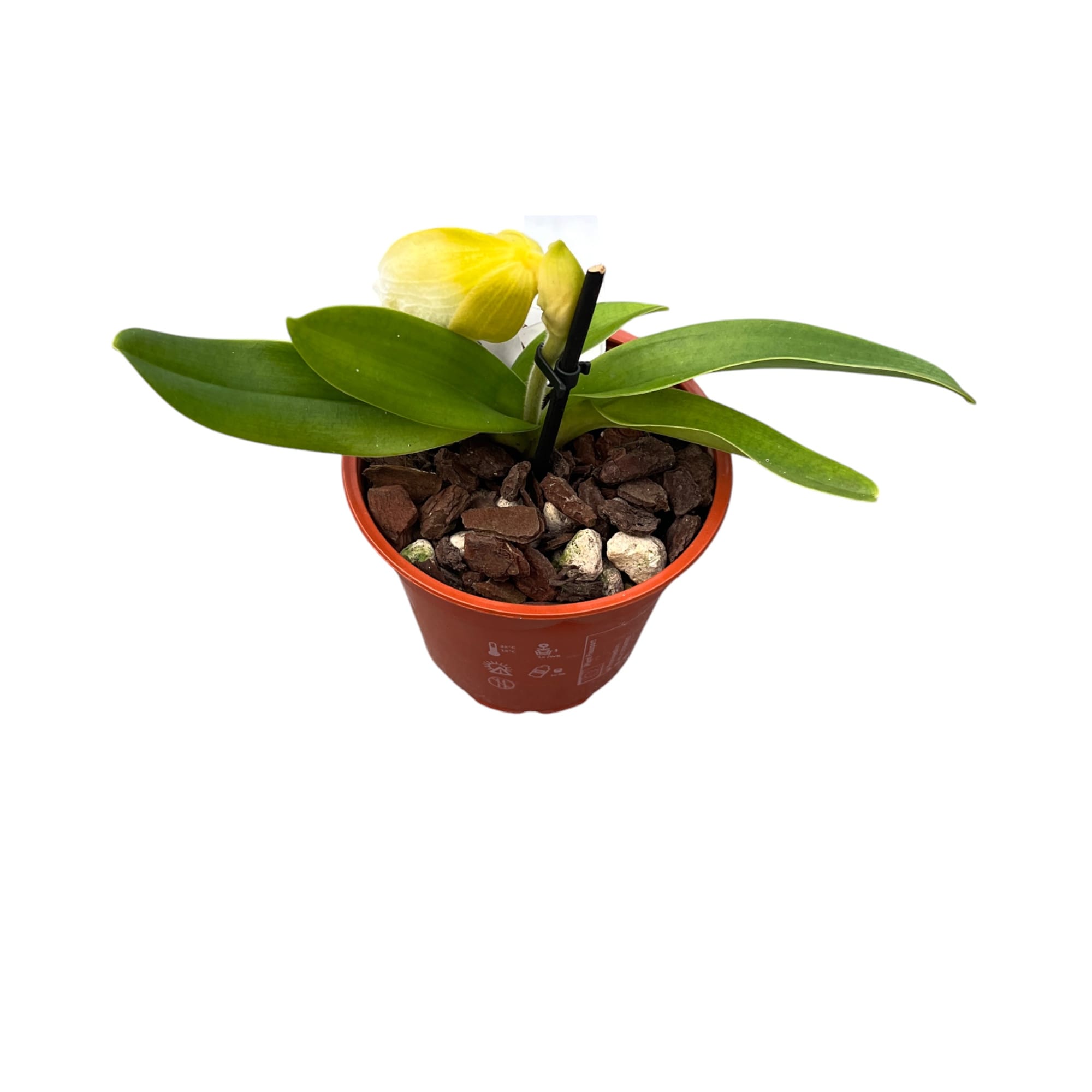 Paphiopedilum Magic Mountain-Honda Gold (Fiori XL!)