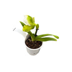 Paphiopedilum Magic Mountain-Honda Gold (Flori XL!)