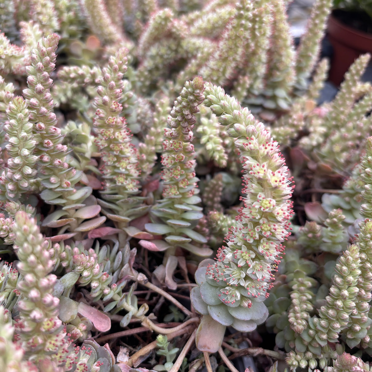Orostachys furusei - Rustična vrtna sukulentna biljka s kompaktnim rozetama