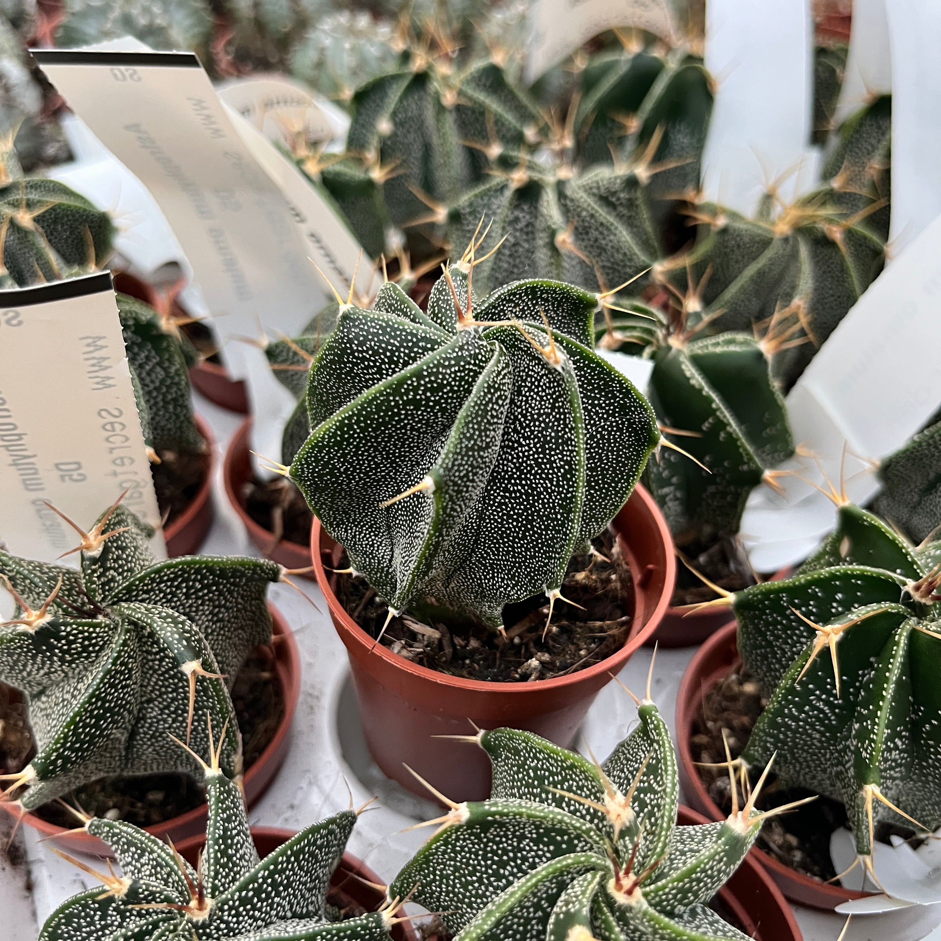 Astrophytum ornatum