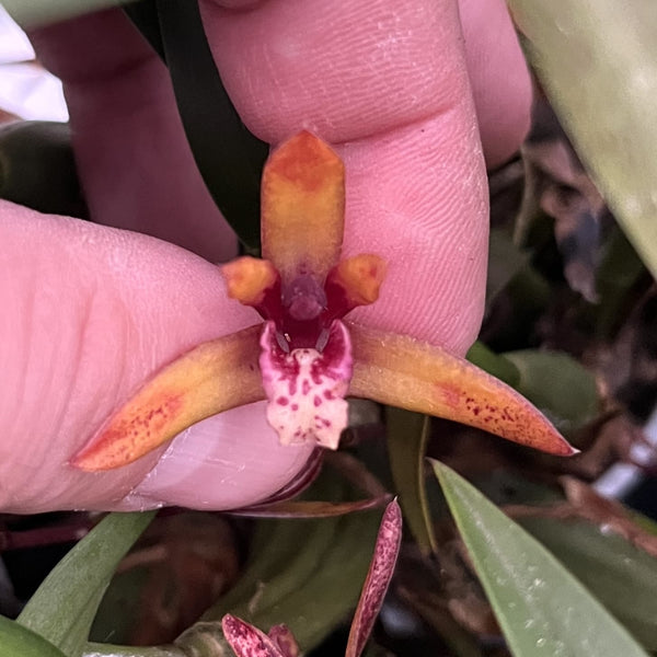 Maxillaria 'Wolf' (Picta x schunkeana)