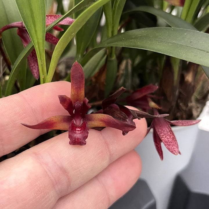 Maxillaria 'Wolf' (Picta x schunkeana)