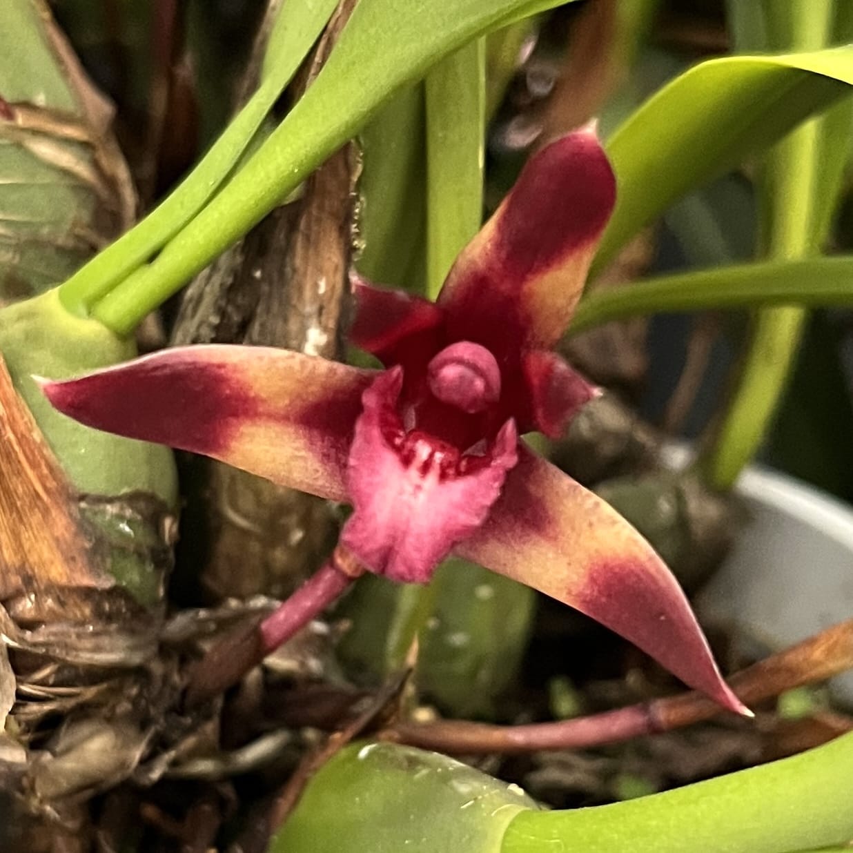 Maxillaria 'Wolf' (Picta x schunkeana)