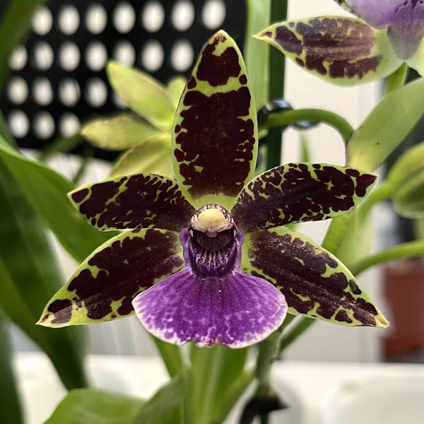 Zygopetalum hybrid #01 * fragrant