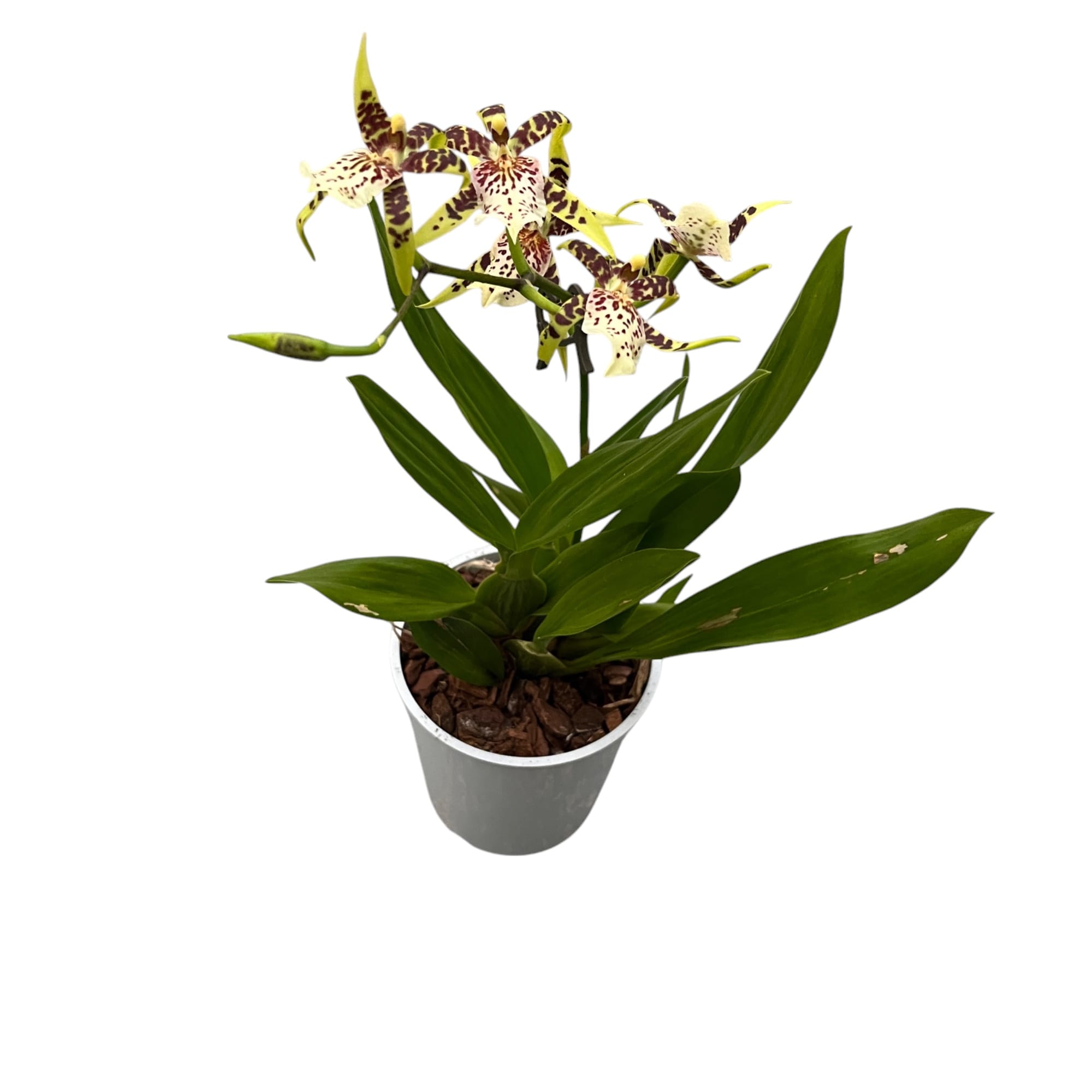 Aliceara Estrelita-Tahoma Glacier