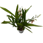 Aliceara Estrelita-Tahoma Glacier