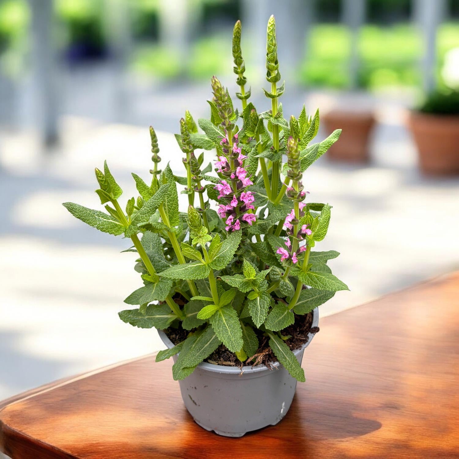 Salvia nemorosa ‘Sensation Deep Rose’