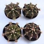 Gymnocalycium ‘Purple Black’ – cactus exotic in nuante inchise, de colectie