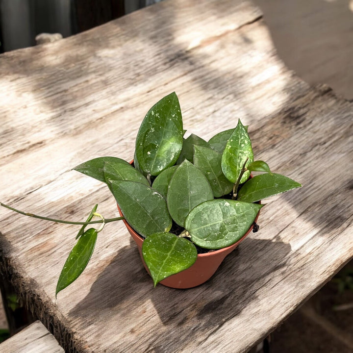 Hoya parasitica 'Black Margin'