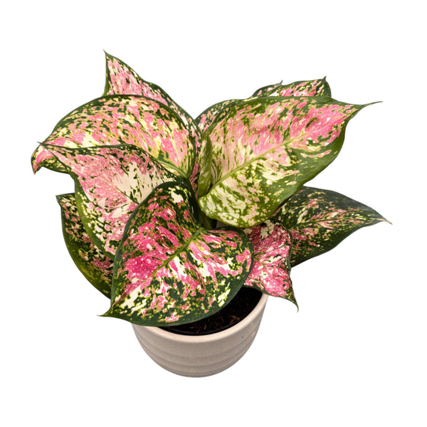 Aglaonema 'Jazzy Red'