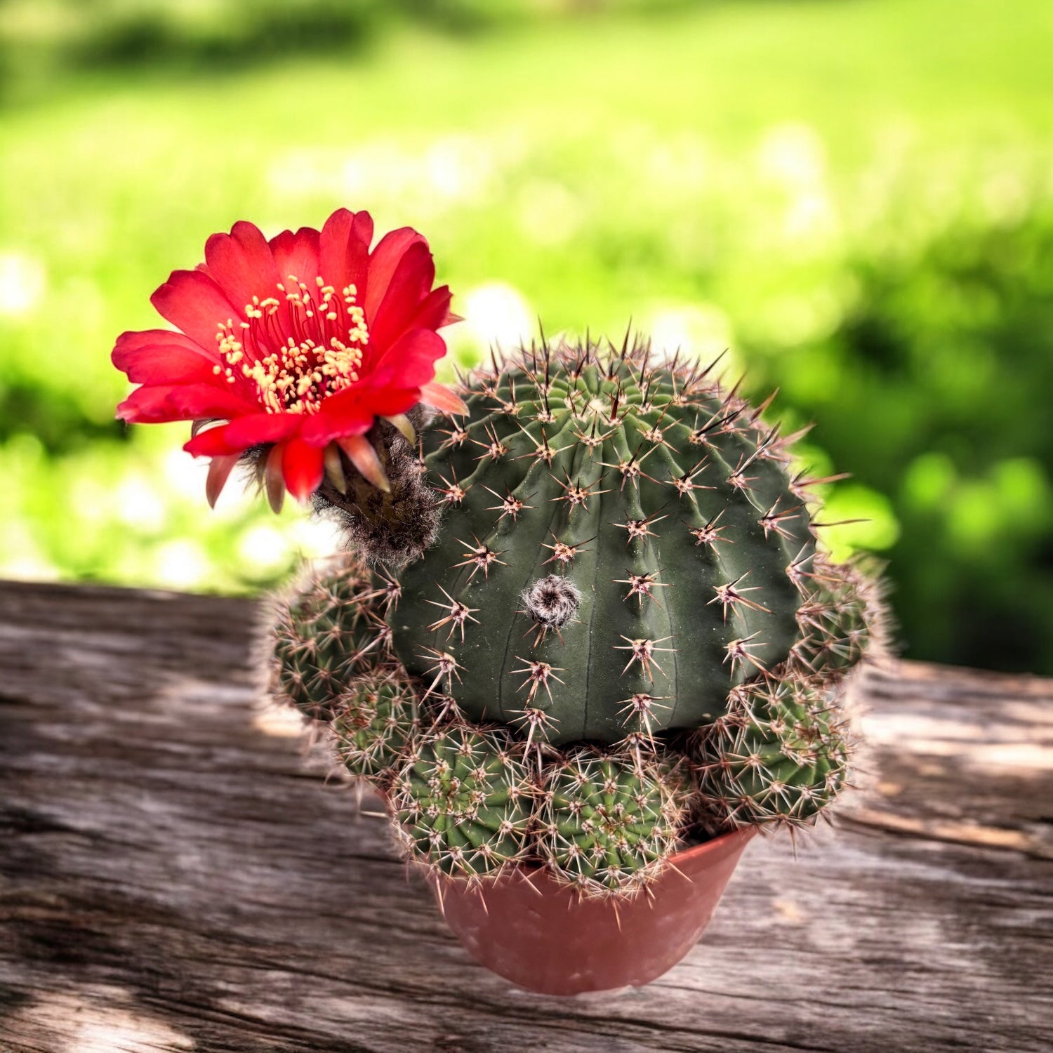 Echinopsis cv. „Maria Piazza” – kaktus z dużymi kwiatami – Secret Garden  Plant Shop