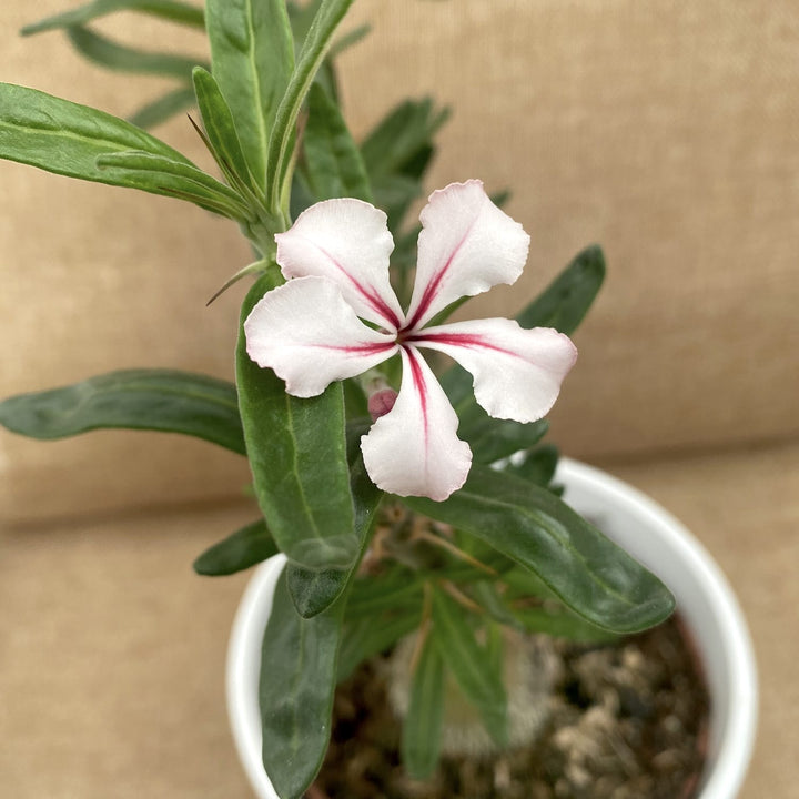 Pachypodium succulentum