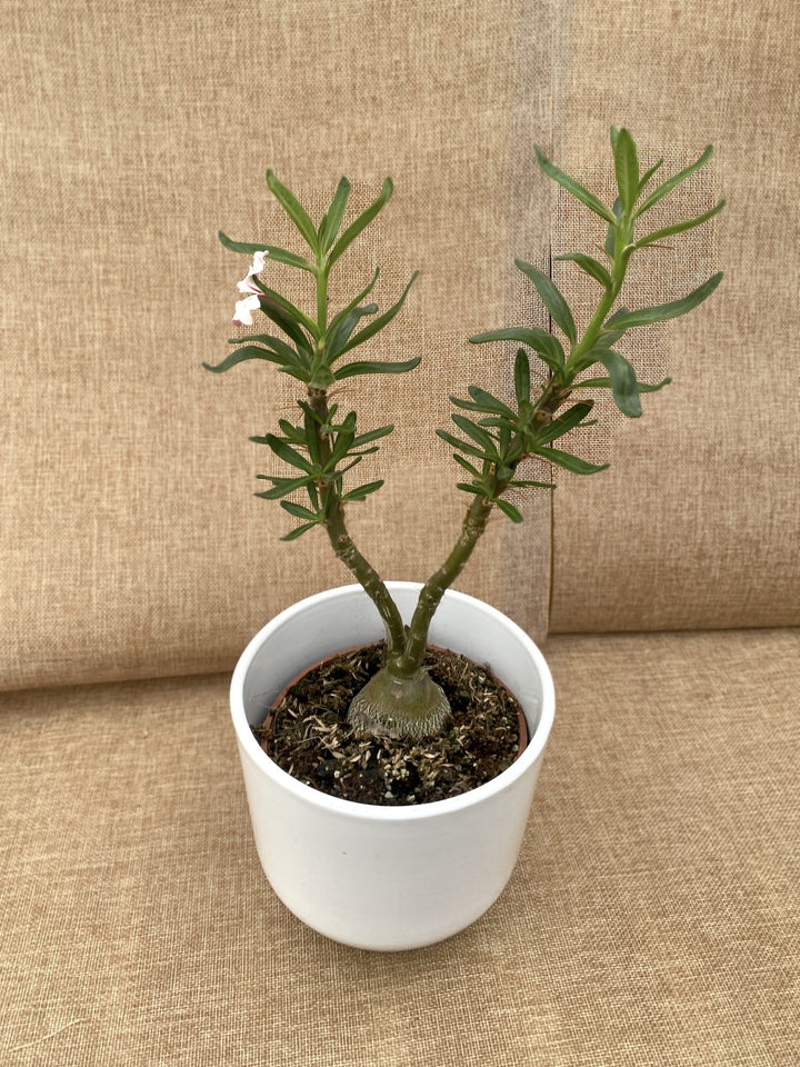 Pachypodium succulentum