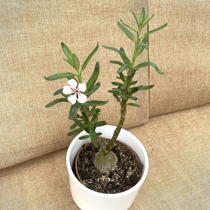 Pachypodium succulentum