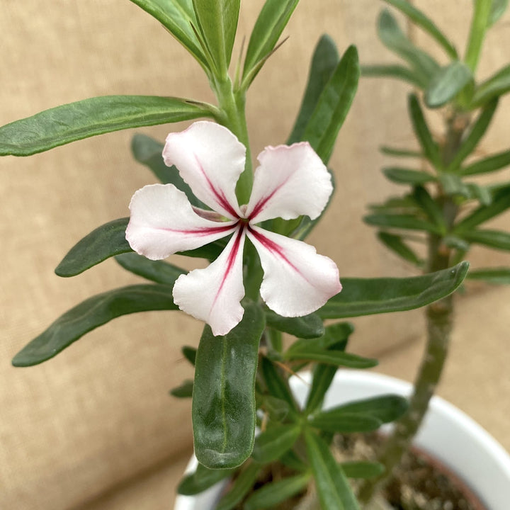 Pachypodium succulentum