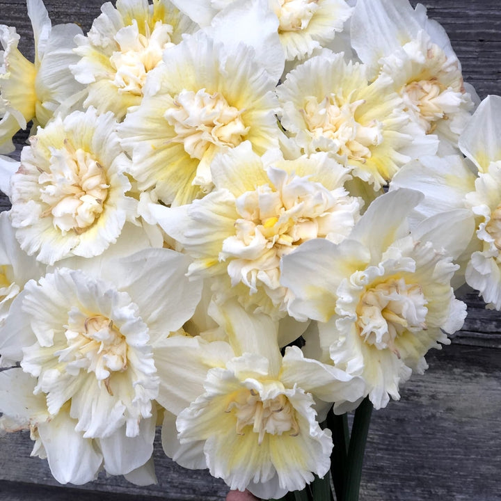 Narcissus 'Ice King'