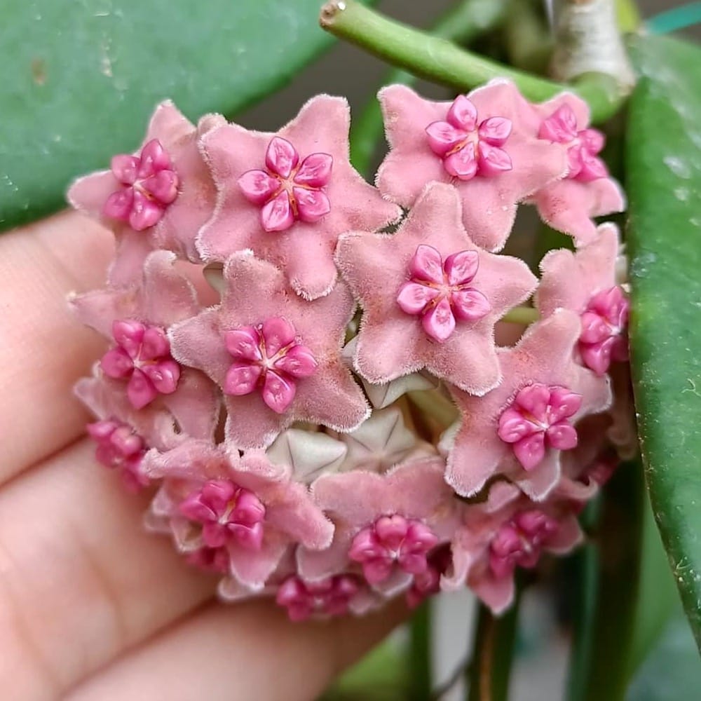 Hoya diversifolia