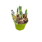 Narcise spectaculoase parfumate - Narcissus 'Snowtip'