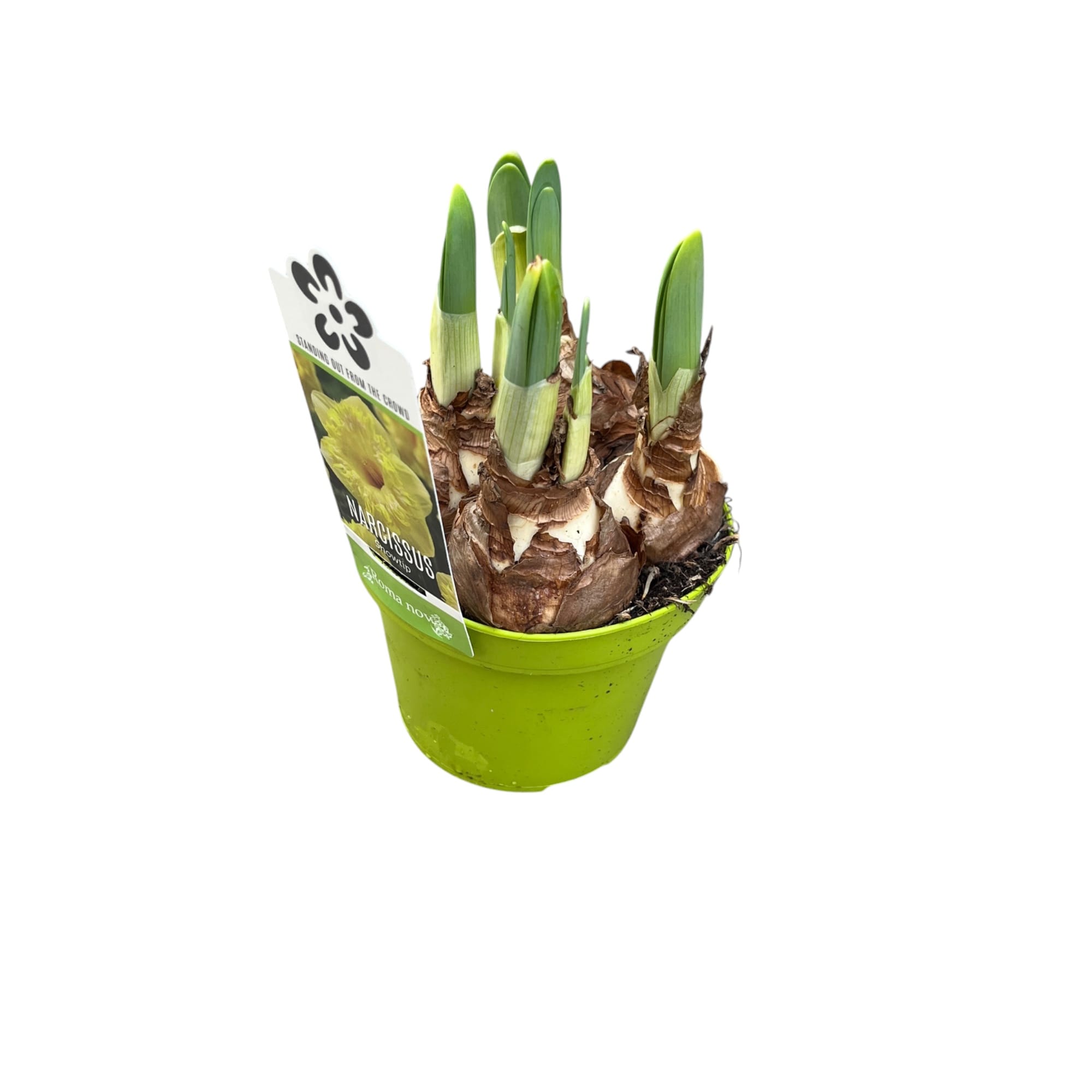 Narcise spectaculoase parfumate - Narcissus 'Snowtip'