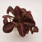 Episcia cupreata 'Tier Noche'