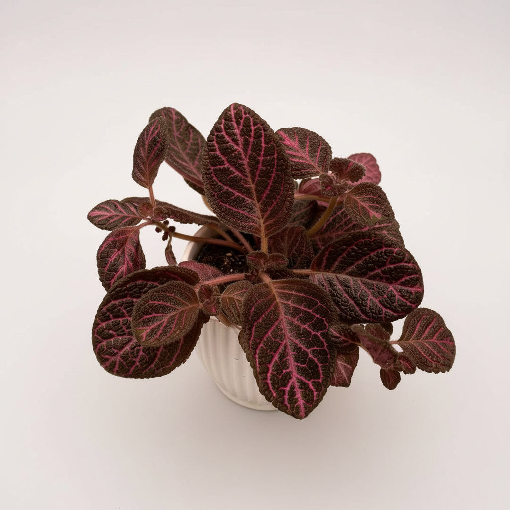 Episcia cupreata 'Tier Noche'