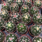 Stenocactus multicostatus ‘Lloydii’