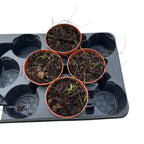 Alocasia plumbae 'Flying Squid'