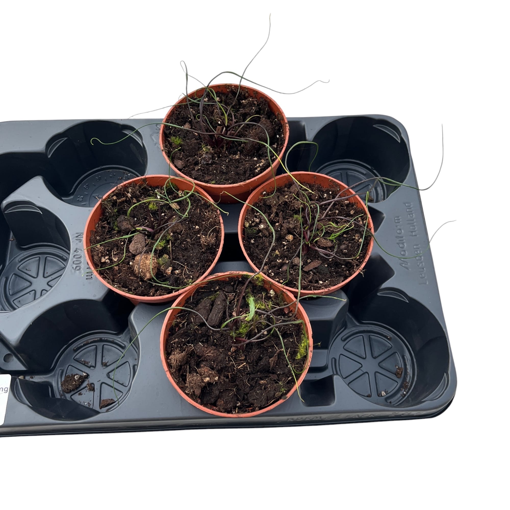 Alocasia plumbae 'Flying Squid'