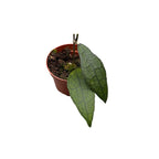 Hoya clemensiorum sp. Sumatra