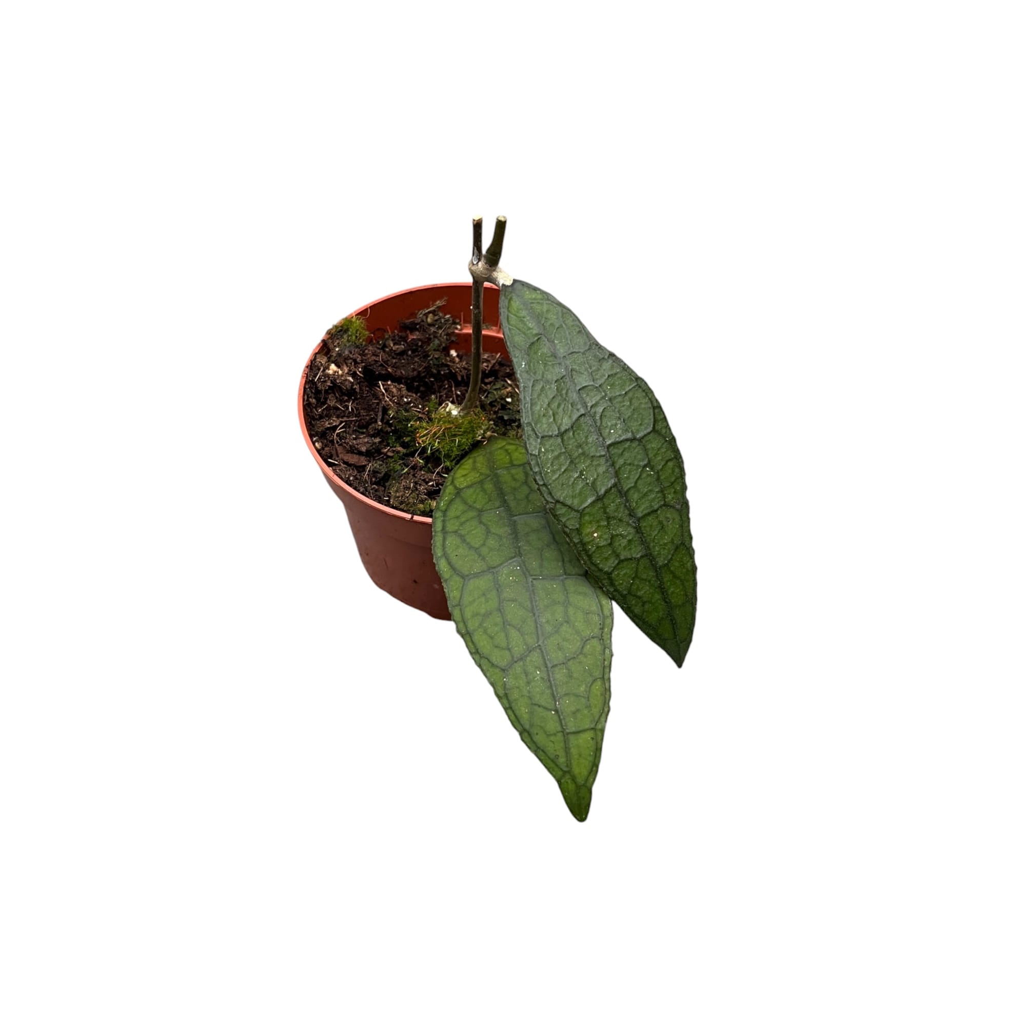 Hoya clemensiorum sp. Sumatra