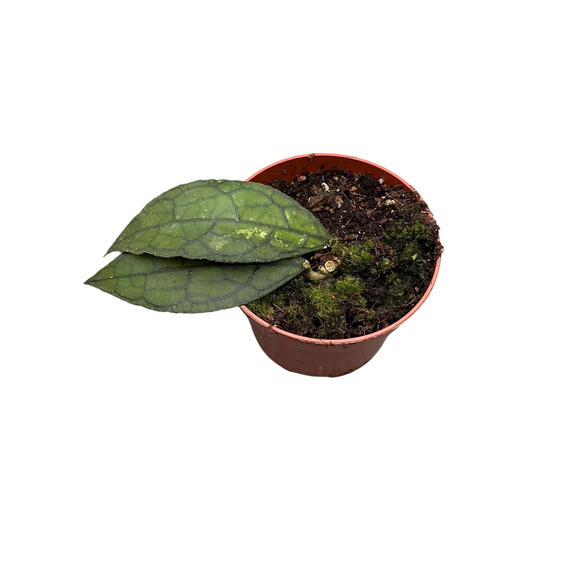 Hoya clemensiorum sp. Sumatra