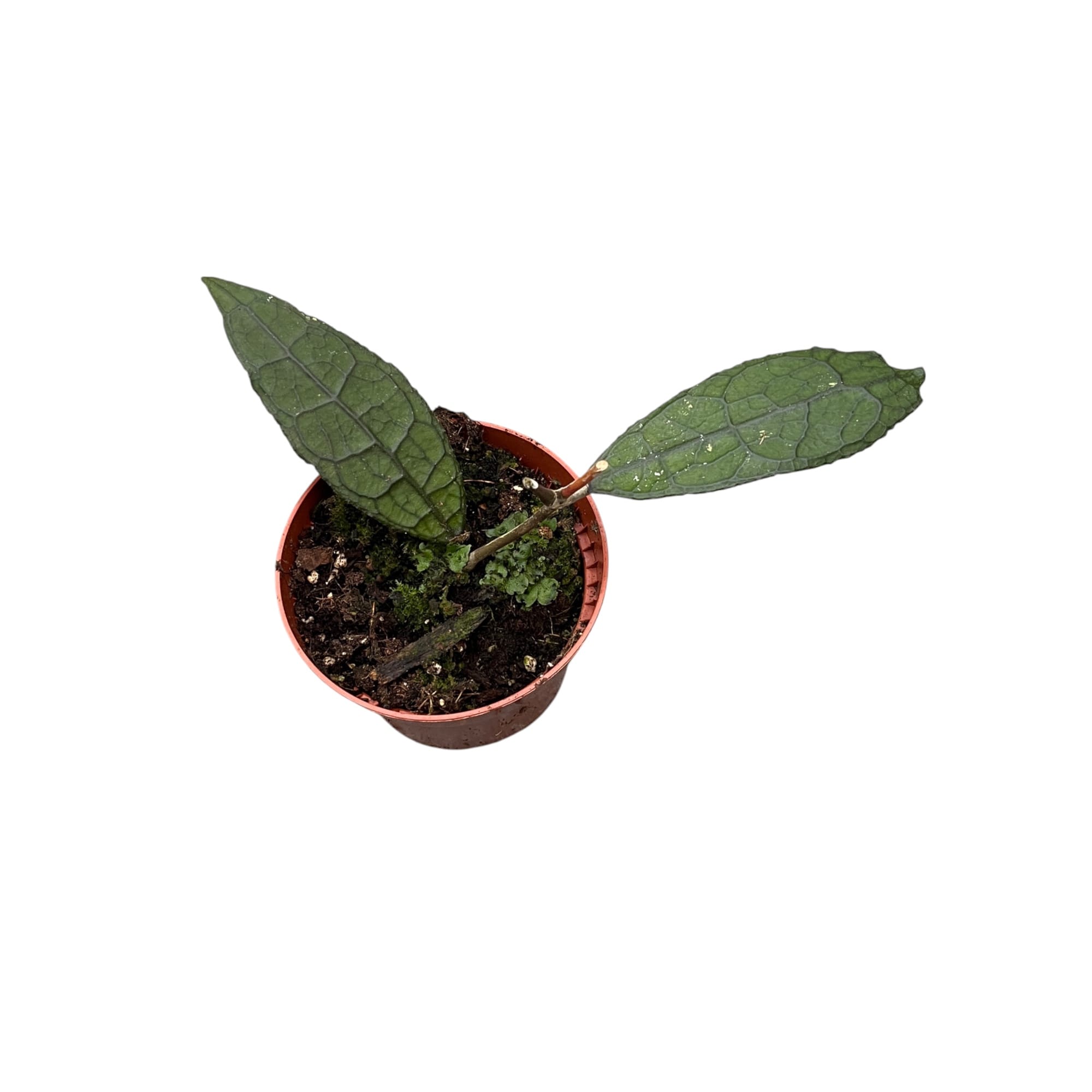 Hoya clemensiorum sp. Sumatra