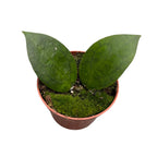 Hoya 'Puom Siam Ruby'