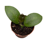 Hoya 'Puom Siam Ruby'