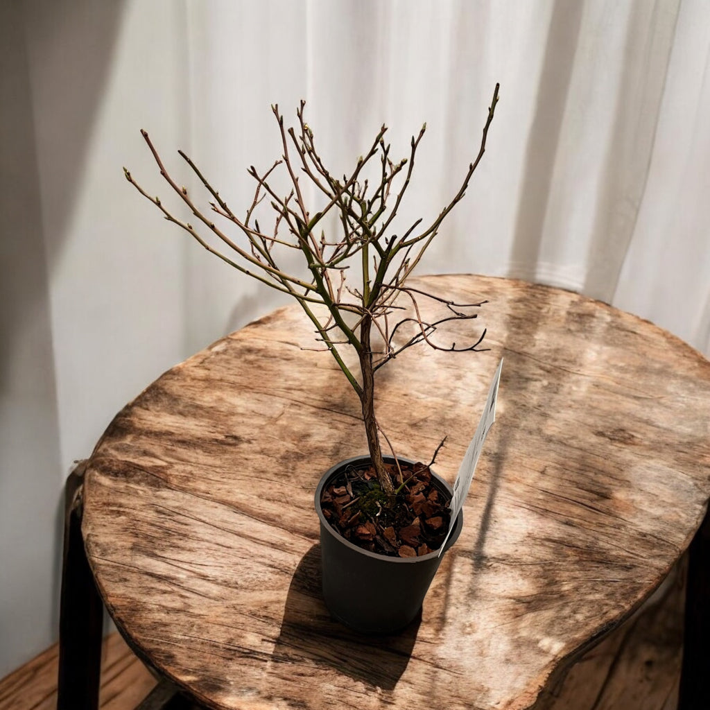 Afin roz - Vaccinium corymbosum 'Pink Lemonade' ('Pink Marmalade')