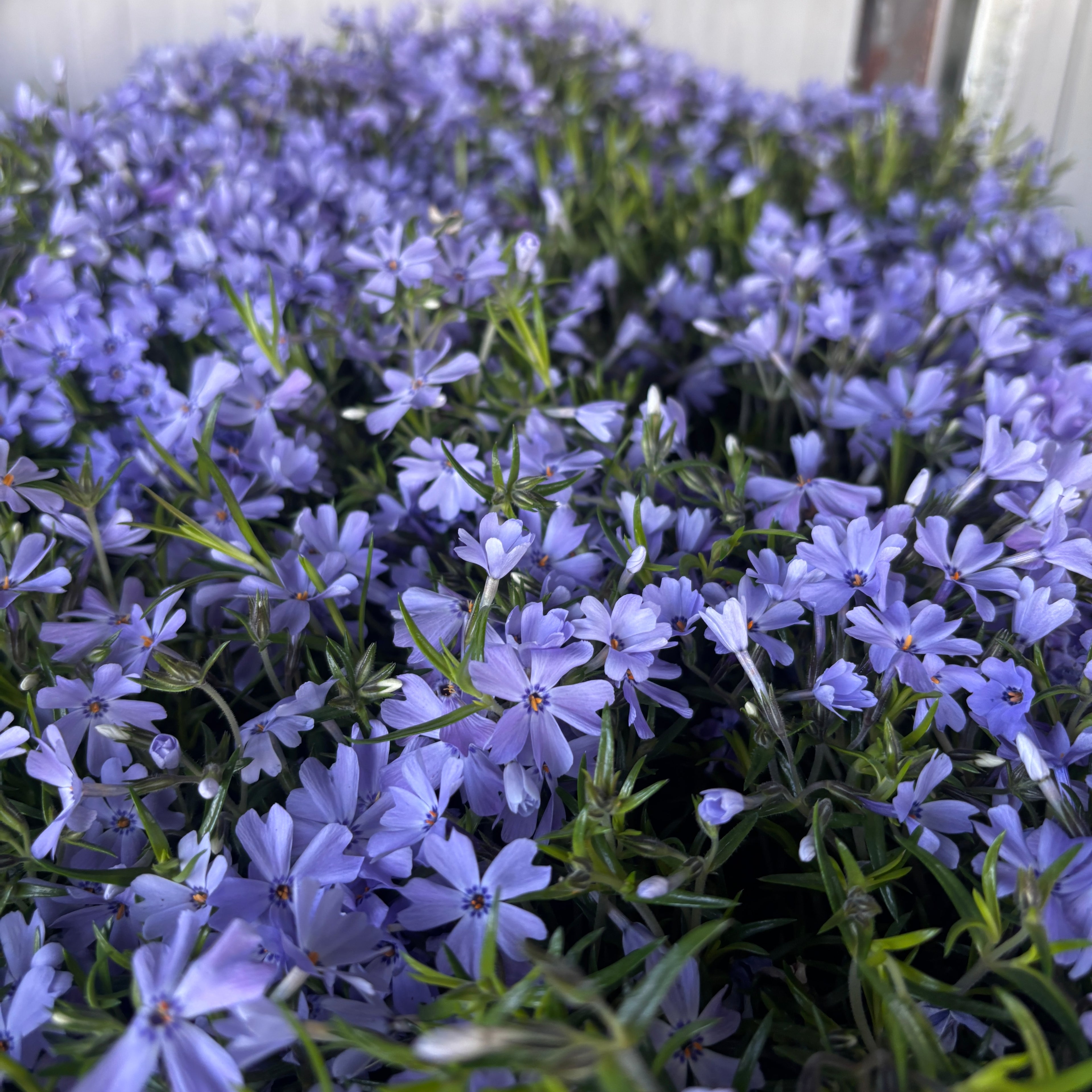 Phlox subulata ‘Fabulous Dark Blue Center' - brumarele taratoare