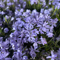 Phlox subulata ‘Fabulous Dark Blue Center' - brumarele taratoare