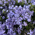 Phlox subulata ‘Fabulous Dark Blue Center' - brumarele taratoare