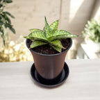 Sansevieria ‘Snow Lotus’ - rozeta compacta cu margini fine rosiatice