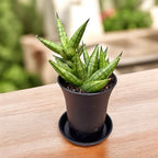 Sansevieria cylindrica ‘Rocky Crown’ - suculenta compacta cu port sculptural