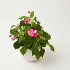 Impatiens walleriana ‘Fiesta Pink’ (sporul casei cu flori duble)